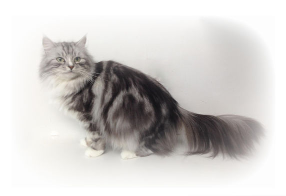 Siberian Cattery Cat