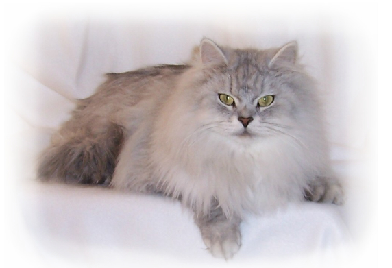 Paw-some Pal Siberian Cat