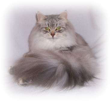 Adult Siberian Kitty Breeder