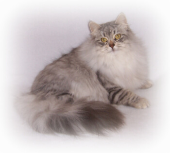 Siberian Cat Breeders