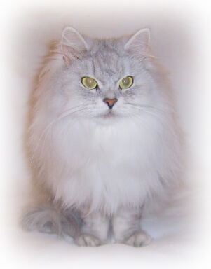 Available Siberian Cat