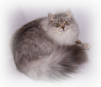 Siberian Kittens For Sale - Adoption