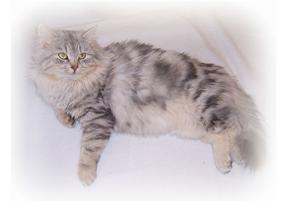 Adopt a Siberian Cat