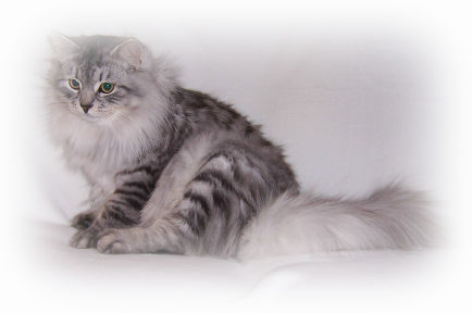 Adult Siberian Cat