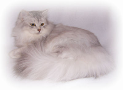 Siberian Cats NY New York