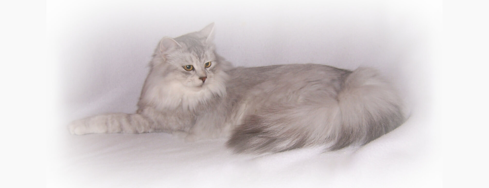 Siberian Kittens Cats For Sale Ny Nyc Nj Ct Pa See New Kittens Now